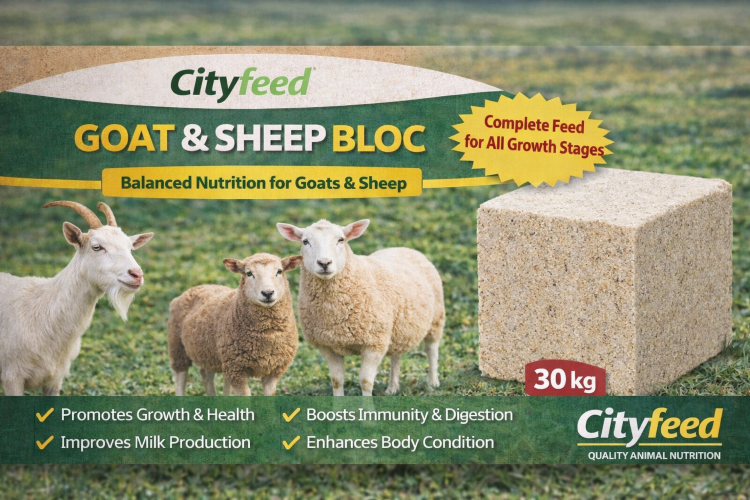 ./Goat_and_sheep_Bloc_Meal_by_CityFeed_1775220820915