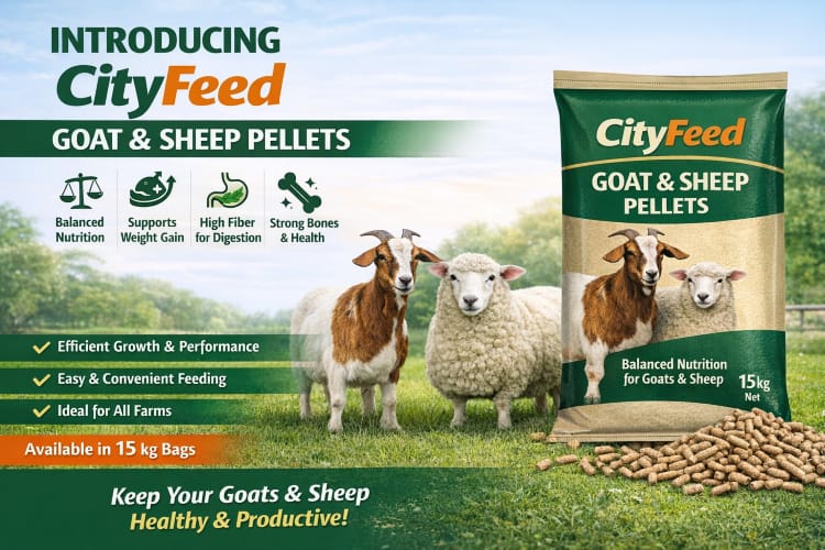 CityFeed banner 3